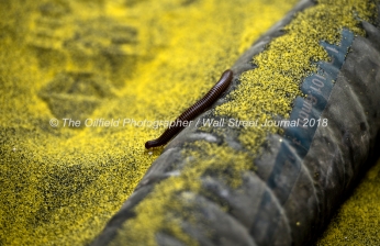A deserrt millipede travels through a pile of frack sand spilled on the ground near a Cudd Energy fracking operation on a Fasken Oil and Ranch well May 22, 2018, in Midland, Texas. CREDIT: TheOilfieldPhotographer.com